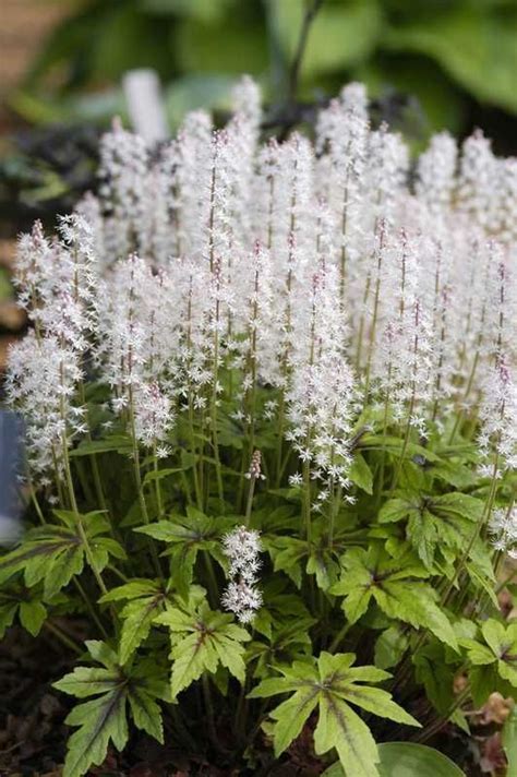 Many varieties have spotted leaves for great visual interest. Tiarella 'Iron Butterfly' - Plant Finder | Shade flowers ...
