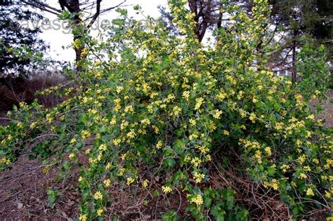 Plantfiles Pictures Clove Currant Buffalo Currant Yellow Flowered