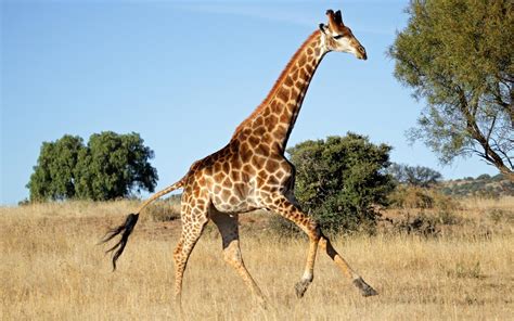 Cyclist Allegedly Killed By Giraffe Review