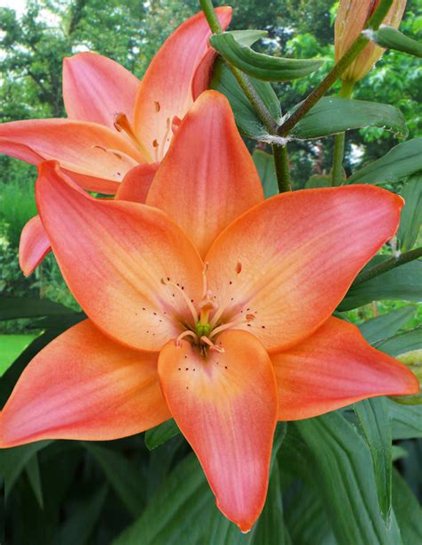 Easy Beat Asiatic Hybrid Lily Bulb