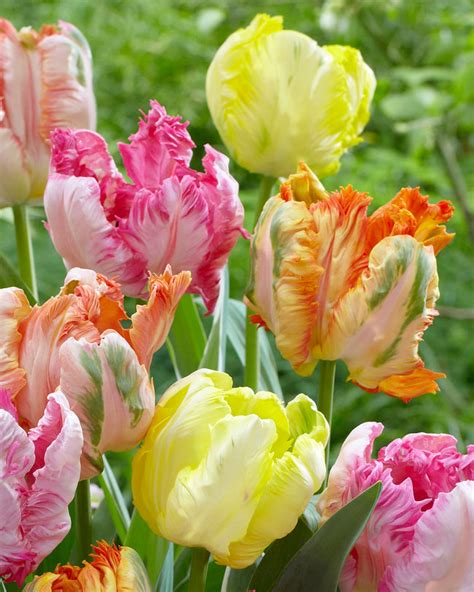 Tulip White Parrot Bulbs — Buy Online At Farmer Gracy Uk