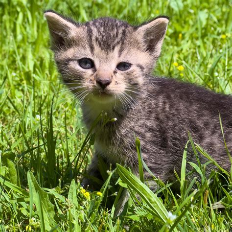 Kitten On Grass Free Stock Photo Public Domain Pictures