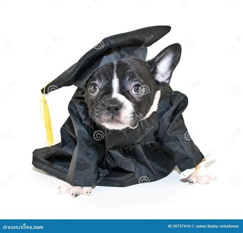 Silly French Bulldog Wearing Cap And Gown Stock Photo Image 29737410