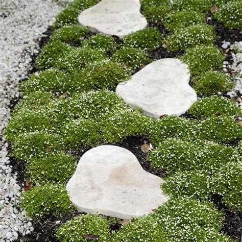 Irish Moss Ground Cover Plants And Seed