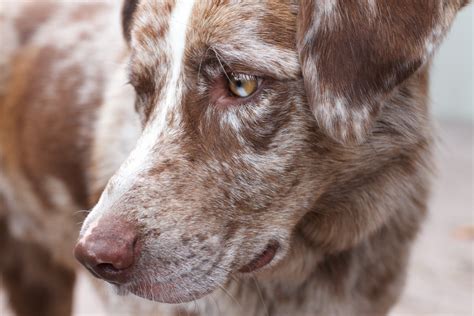 Fotos Gratis Perro De Cerca Hocico Vertebrado Felix Raza Canina
