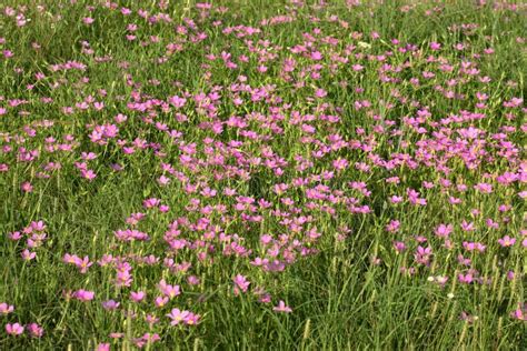 Field Of Pink Wildflowers Stock Image Image Of Green 75219461