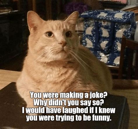 Ha Ha Ha Ha Funny Cute Cats Funny Cat Memes Funny Animal Quotes
