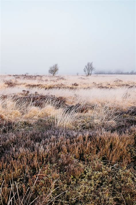 Frozen Heather In The Fog At Sunrise Beeley Moor Derbyshire Uk By