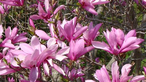 We offer a large selection of flowering and evergreen trees to fit any landscape design need. How to grow a Magnolia Tree from seed - YouTube