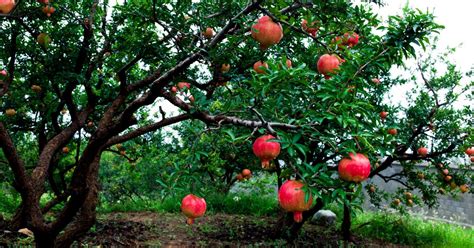 Growing Requirements For Pomegranate Trees Livestrongcom