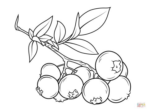 Not only do they make blueberries pretty, but they also are antioxidants which. Blueberry branch coloring page | Free Printable Coloring Pages
