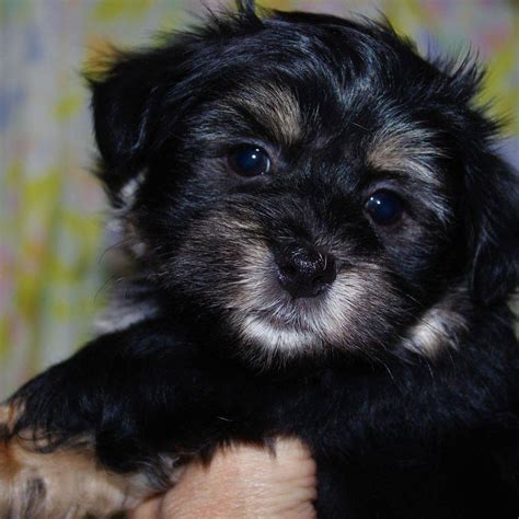 Depending on how old they are, some of these puppies can already have a little bounce in their step. Available Puppies - pure breed havanese in Chanhassen, MN