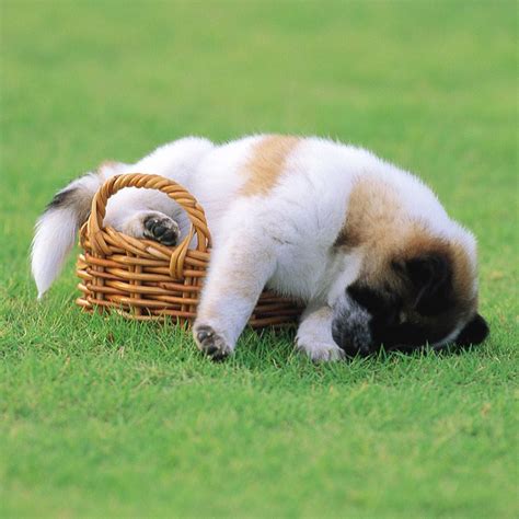 Dog Sleeping In The Basket Ipad Wallpapers Free Download