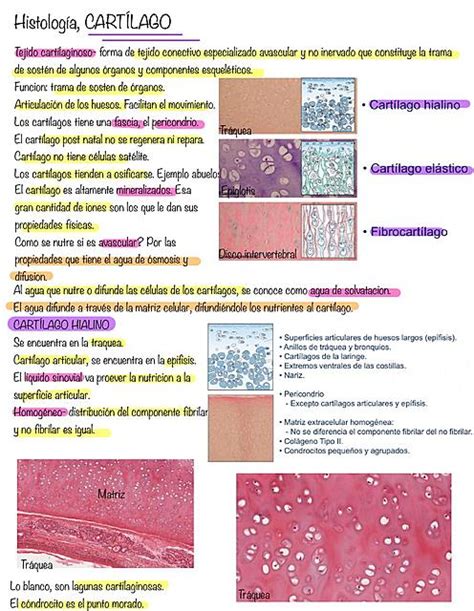 Histología Tejido Cartilaginoso Medicina Notas Udocz