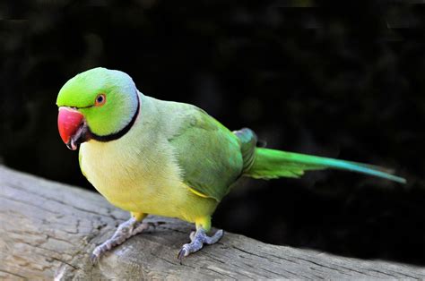 Rose Ringed Parakeet · Free Stock Photo