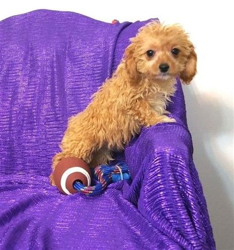 Our standards for cavapoo breeders in michigan were developed with leading veterinarians and animal welfare experts. Cavapoo Puppies For Sale | Macomb, MI #252396 | Petzlover