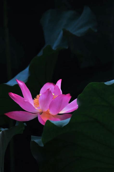 27 Lotus Pictures Download Free Images On Unsplash Close Up