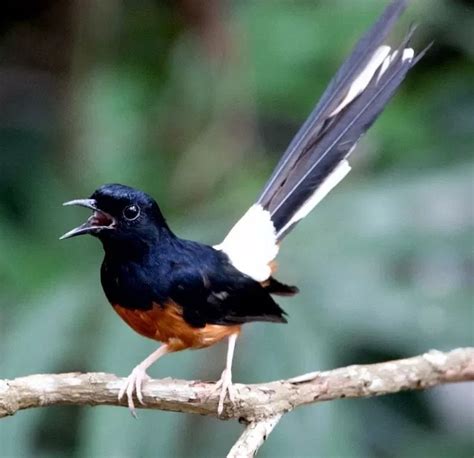 Saking populer burung murai batu, setiap bulannya ada puluhan ribu pencari suara burung murai setiap bulannya. Jenis Burung Murai Batu Terpopuler di Indonesia