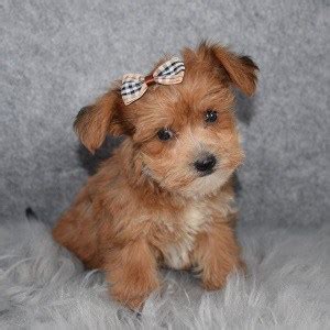 Yorkie in dogs & puppies for sale. Yorkie Mix Puppies For Sale in PA | Yorkie Mixed Puppy ...