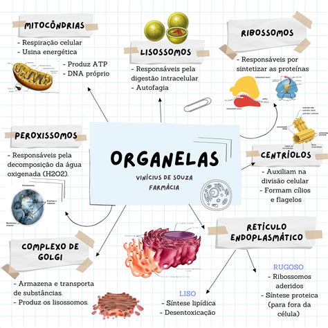 Mapa Mental De Organelas