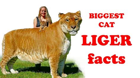Biggest Cat Liger Facts For Kids Simply E Learn Kids Youtube