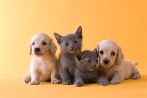 Puppies Vs Kittens Which Makes The Better Pandemic Pet London