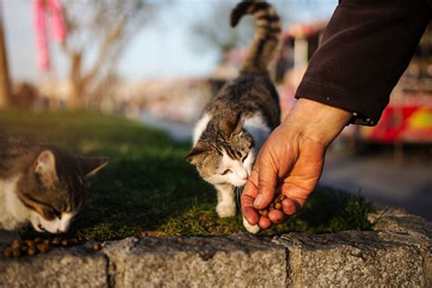 Can A Feral Cat Become A House Pet Purrpetrators