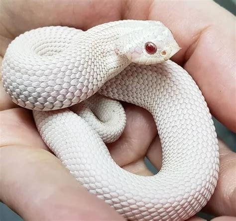 Many hatchling hognose snakes have a difficult time taking to feeder mice in captivity, but care can vary depending on which subspecies you're keeping, but the general guidelines are the same as snakes are great pets for all ages. 13 Incredible Hognose Snake Morphs (With Pictures ...