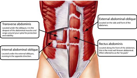 Transverse Abdominis And Your Abdominal Muscles