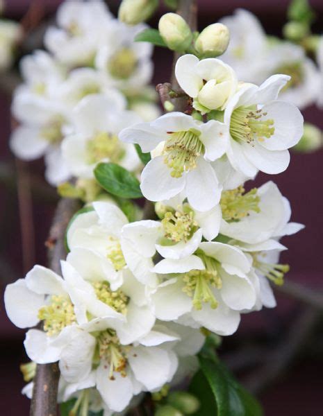 See more ideas about flowers, plants, cut flowers. Chaenomeles speciosa 'Nivalis' - flowering quince ...