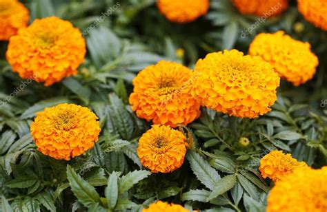 French Marigold Yellow Flowers In The Garden Stock Photo By ©guzel