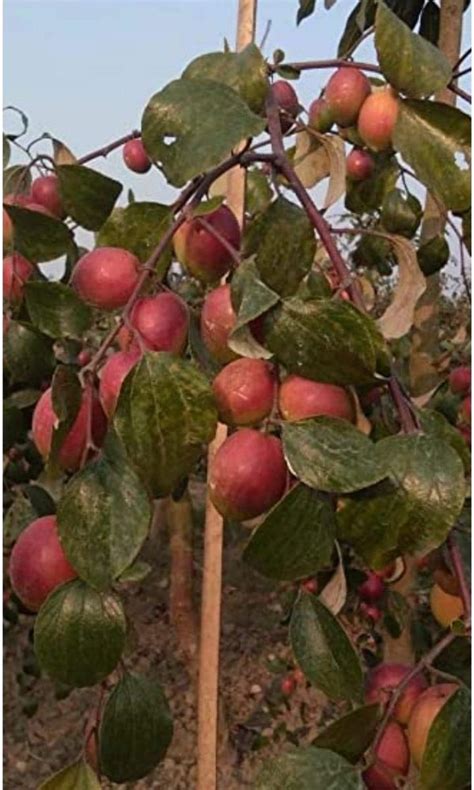 Full Sun Exposure Kashmiri Red Apple Ber Plant For Fruits At Rs 120plant In Jharsuguda