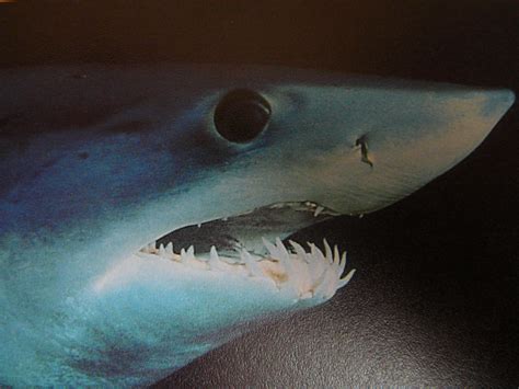Fileclose Up Of Mako Shark Head 005 Wikipedia