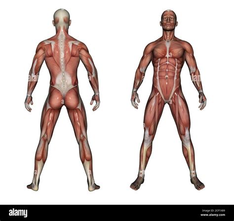 Labeled Anatomy Chart Of Full Body Male By Hank Grebe Lupon Gov Ph