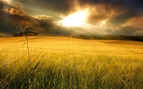 Amazing Sky Over Wheat Field