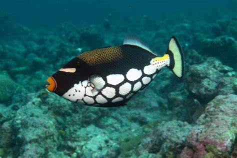 Triggerfish Ocean Sea Tropical Underwater 1tfish Fish Wallpapers