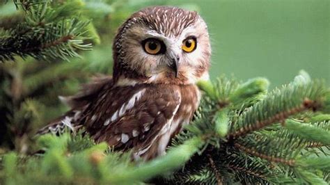 Cute Owl Backgrounds For Desktop