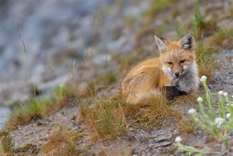 Young Red Cascades Fox Looks Toward Camera Stock Photo Download Image