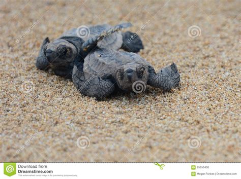 Loggerhead Sea Turtle Hatchlings Stock Photo Image Of Pacific