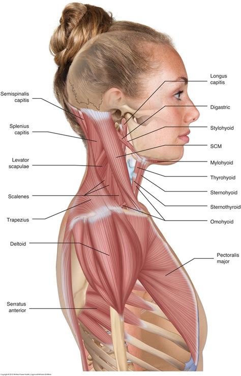 Anatomy of mastoiditis, or how an ear infection can get to the brain. Musculature of the Cervical Spine | Human body anatomy ...