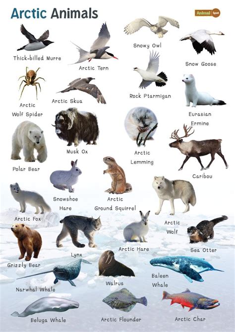 Top 118 Polar Region Animals Chart