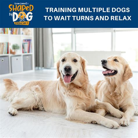 Training Multiple Dogs To Wait Turns And Relax 181 Listen Notes