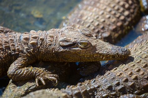 Ridiculously Intriguing Facts About Crocodiles Animal Sake