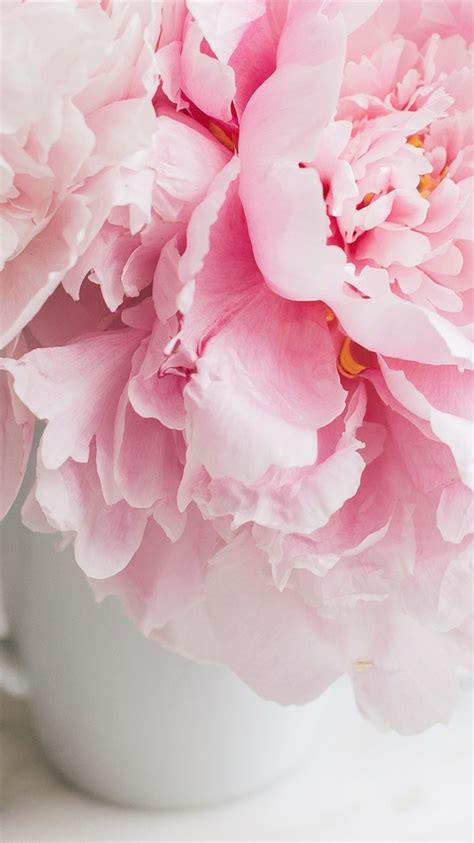 Pink Peonies Cup 750x1334 Iphone 8766s Wallpaper Background