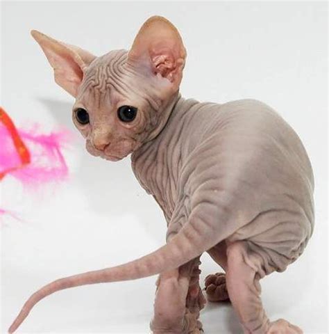 Some have a very fine down or peach fuzz that makes the cat feel like velvet to the touch, and they may exhibit a range of varying skin patterns. Sphynx Kitten | video oiseaux et animaux | Chat, Animaux ...