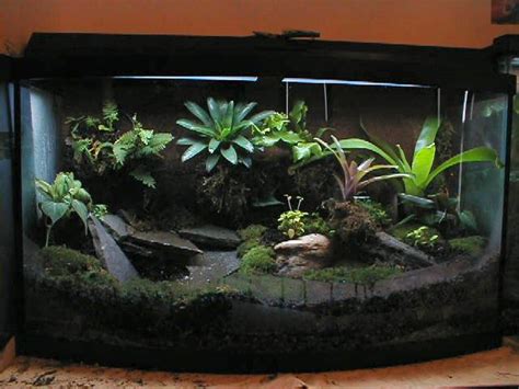 Amphibian Care Tropical Terrarium Design