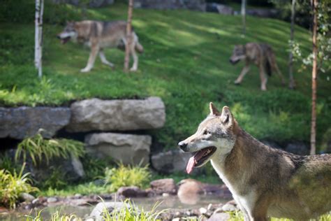 Brand New Wolf Habitat Introduced At Dublin Zoo The Irish Post