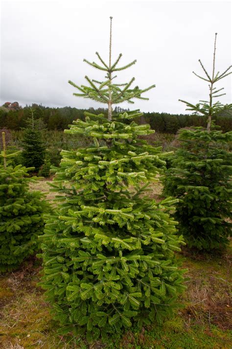 8ft Nordman Fir Christmas Tree Northumberland Christmas Trees