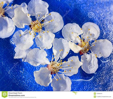Flowers Of Apricot Floating In Water Stock Image Image