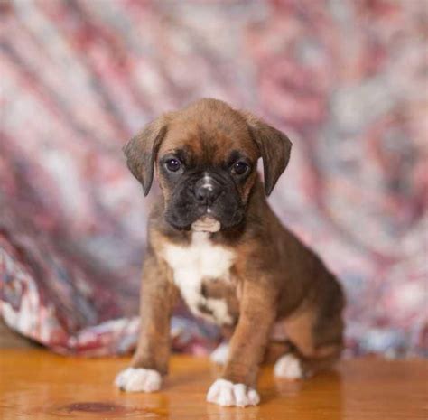2.2 calvin s boxers for sale. Boxer Puppies For Sale | Cape Coral, FL #122685 | Petzlover